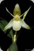 Coelogyne fimbriata alba